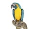 Stuffed blue-throated macaw