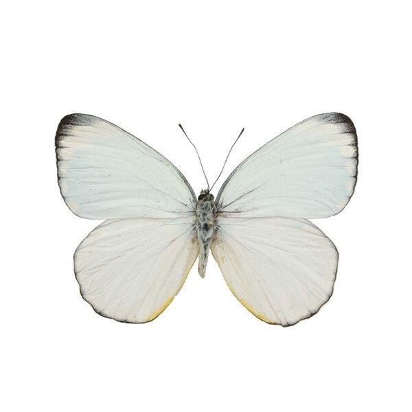 Delias Aurantiaca ongeprepareerd