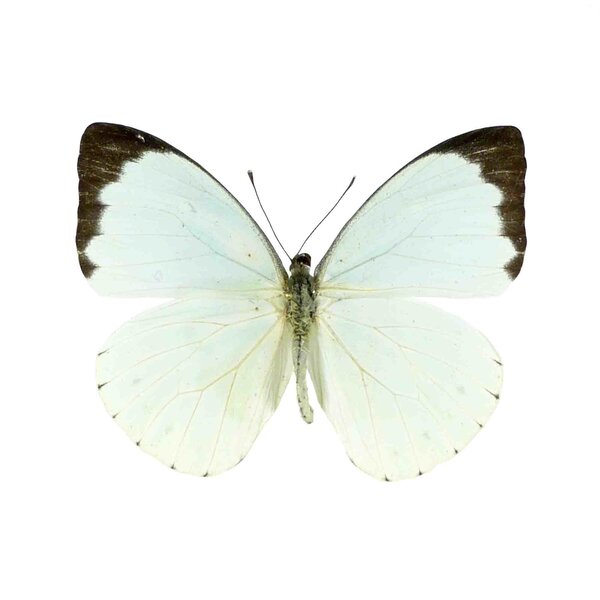 Nepheronia Thalassina unvorbereitet