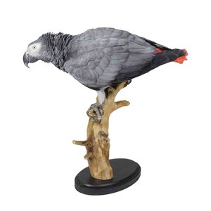 Mounted Grey parrot