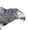 Mounted Grey parrot