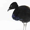 Mounted grey-winged trumpeter