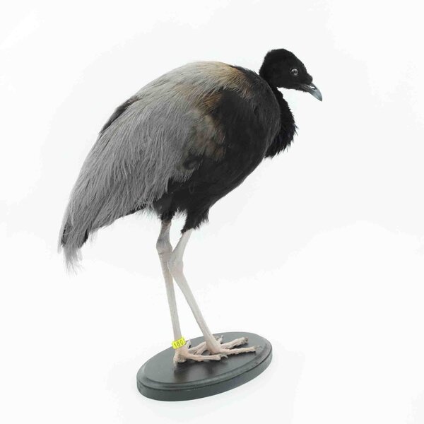 Präparierte Trompetervögel