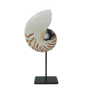 Nautilus on metal pedestal