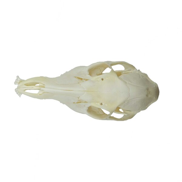 Skull of a water deer