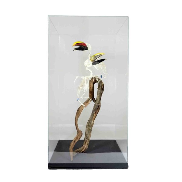 Skelet arassari's in vitrine