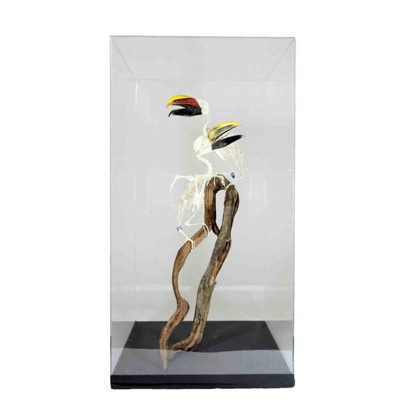 Skeleton of aracari's in a display case