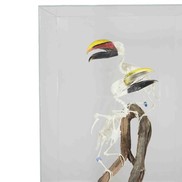 Skelet arassari's in vitrine