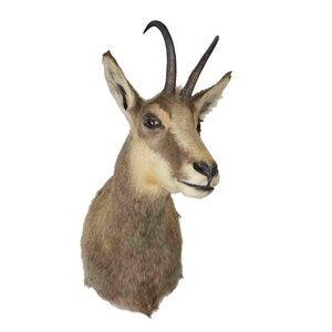 Mounted Chamois trophy