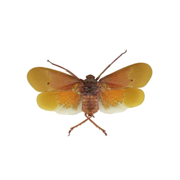 Penthicodes aanquiflua