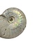 Fossil Ammoniten schillernd