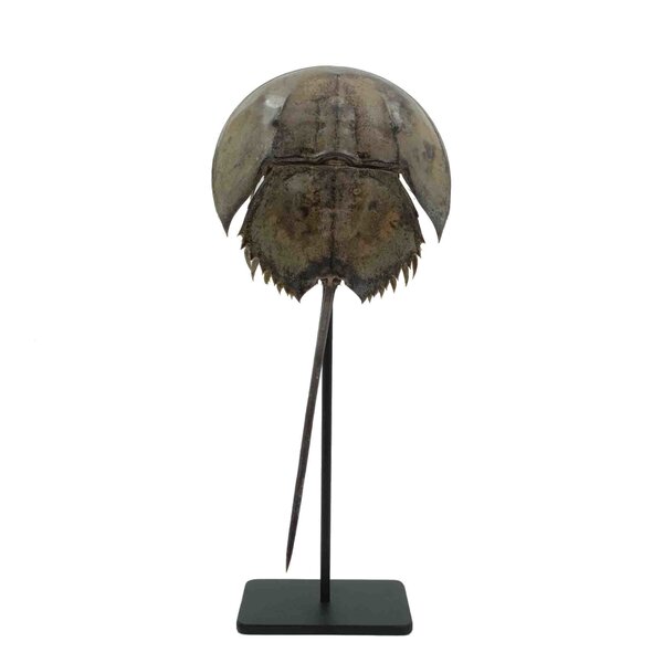 Horseshoe crab on pedestal