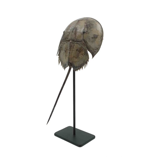 Horseshoe crab on pedestal