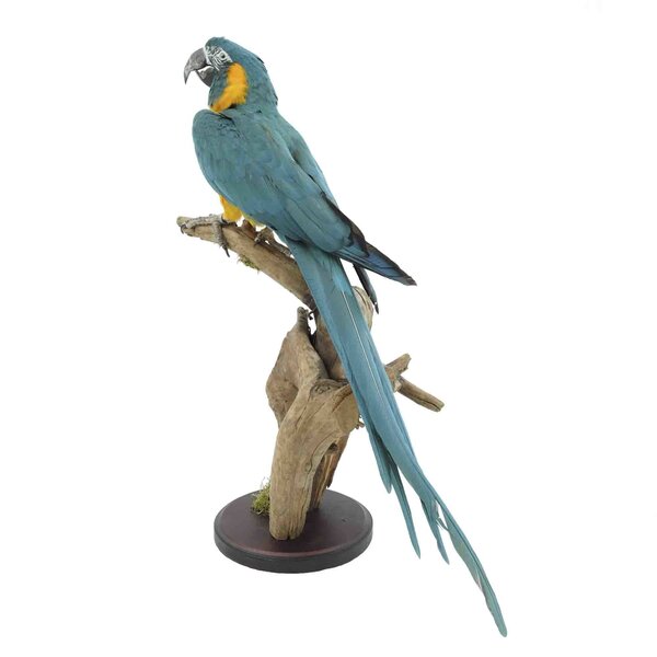 Mounted  blue-throated macaw