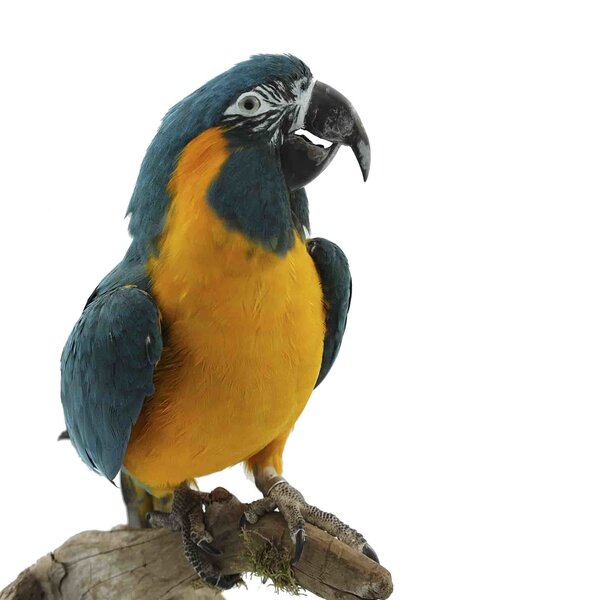 Opgezette blauwkeel ara