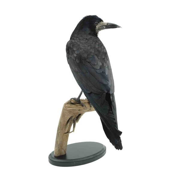 Präparierte Saatkrähe