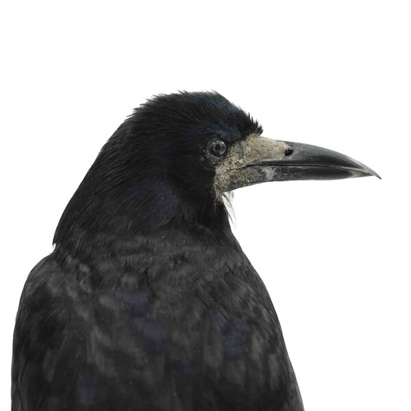 Präparierte Saatkrähe