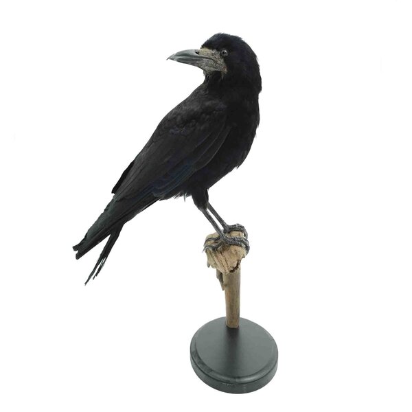 Präparierte Saatkrähe