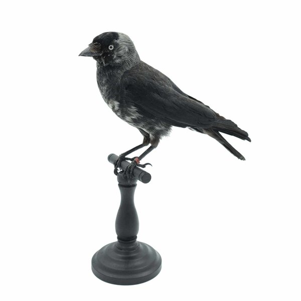 Mounted Western jackdaw