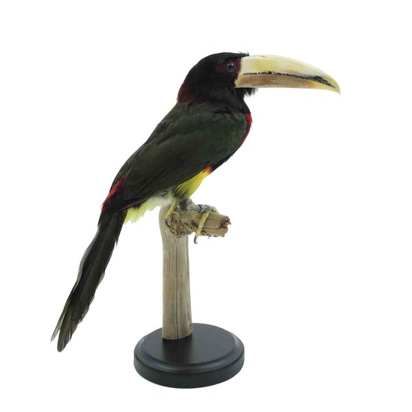 Opgezette ivoorsnavel arassari (B)