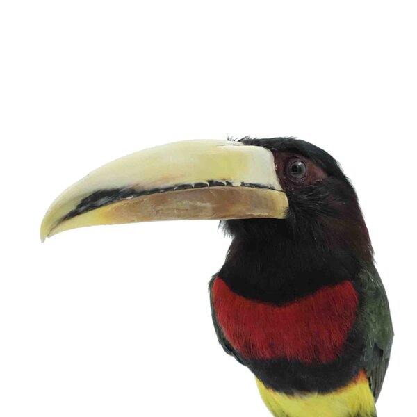 Ivory-billed Aracari (B)