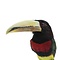 Ivory-billed Aracari (B)