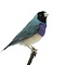 Mounted Black-headed gouldian finch