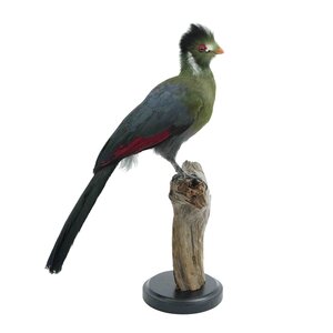 Mounted white-cheeked turaco