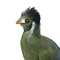 Mounted White-cheeked turaco