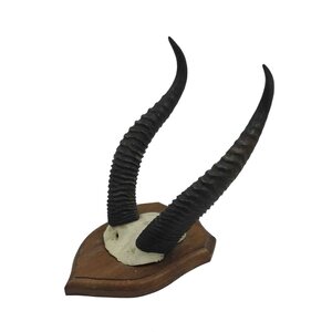 Horns Gerenuk