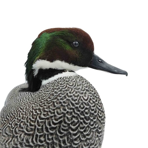 Präparierte Sichelente