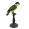 Mounted black-headed parrot (B)