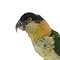 Mounted black-headed parrot (B)
