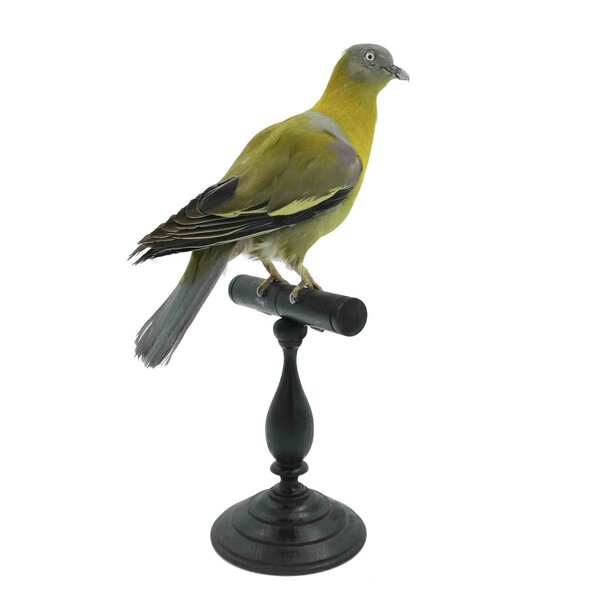 Mounted Fruit dove (A)