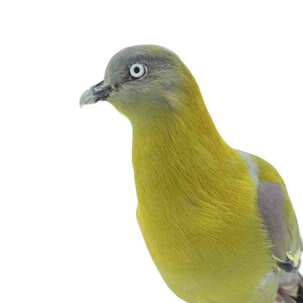 Opgezette Fruit duif (A)