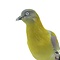 Mounted Fruit dove (A)