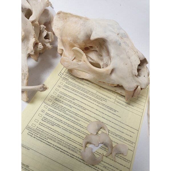 leopard bones complete skeleton