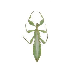 Phyllium celebicum - leaf insect (male)