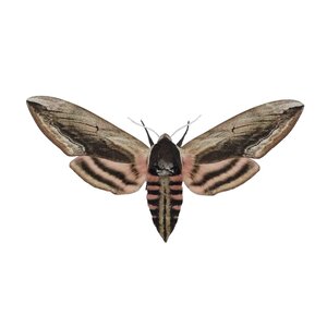 Privet hawk moth