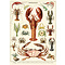 School poster - crustaceans