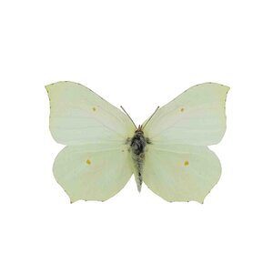 Gonepteryx rhamni - citroenvlinder (vrouw)