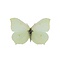 Gonepteryx rhamni - common brimstone (female)