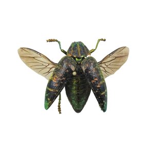 Polybothris sumptuosa gemma - Jewel beetle metallic groen vliegend