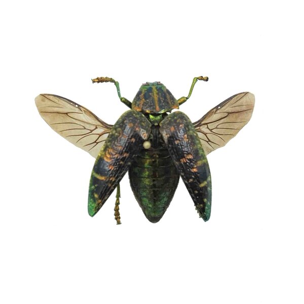 Polybothris sumptuosa gemma - Juwel-Käfer Metallic-Grün fliegend