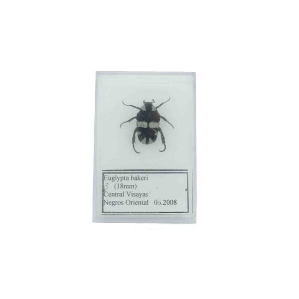 Insekt in Plastikbox - klein