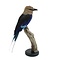 Mounted blue-bellied roller