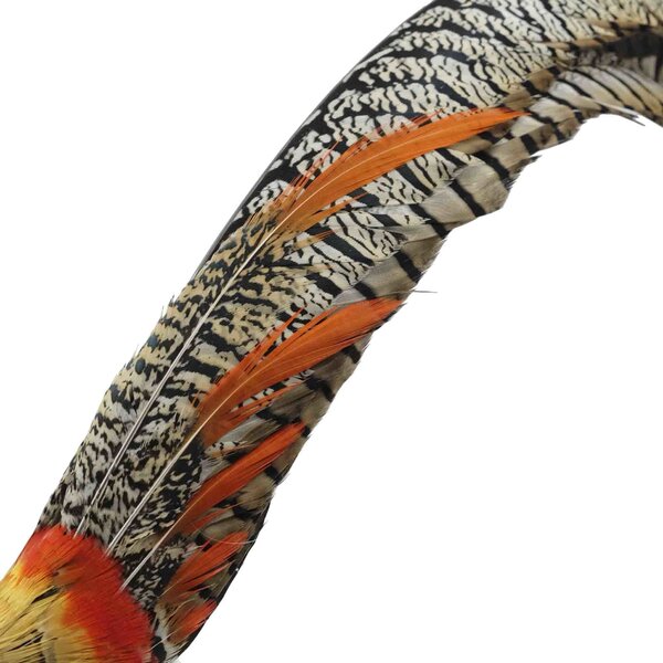 Taxidermy; Mounted lady amherst's pheasant 