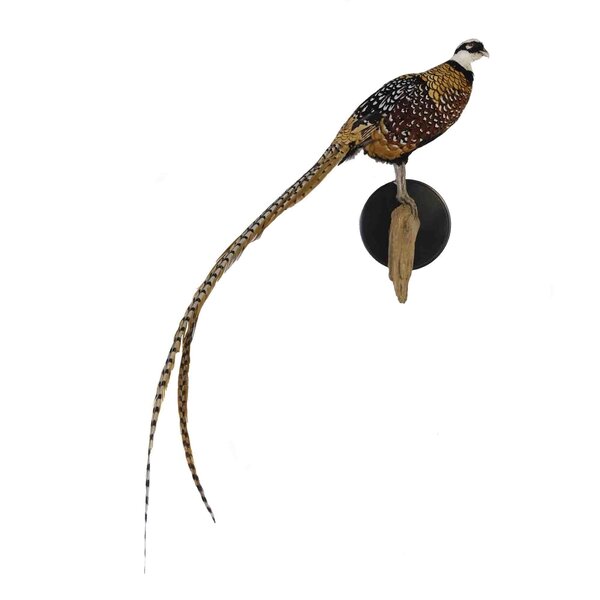 Opgezette koningsfazant