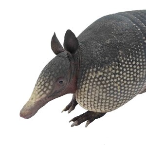 Mounted Armadillo