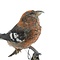 Mounted Two-barred crossbill - male